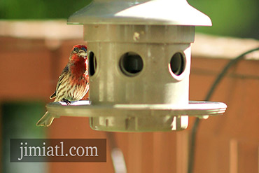 Red Finch Eats