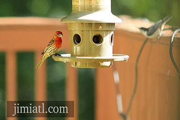 Red Finch Eats From Bird Feeder