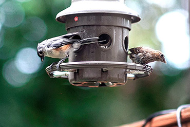 Tufted Titmouse Eats