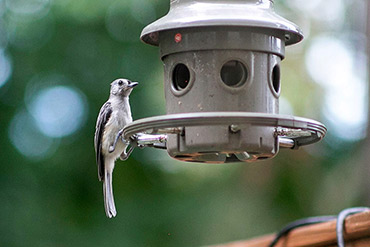 Tufted Titmouse On Bird Feeder