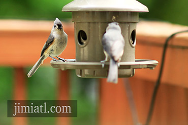 Tufted Titmouse On Bird Feeder