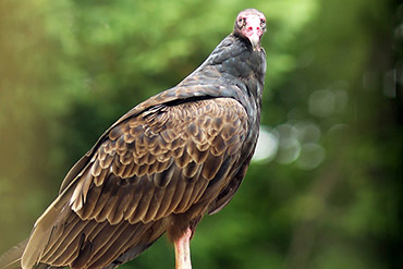 Turkey Vulture Portrait