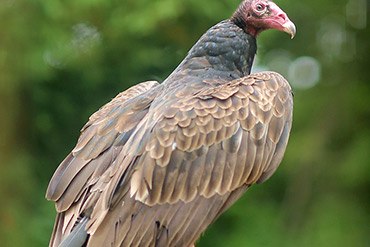 Turkey Vulture Spreads Wings