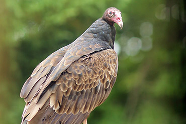 Turkey Vulture Surveys