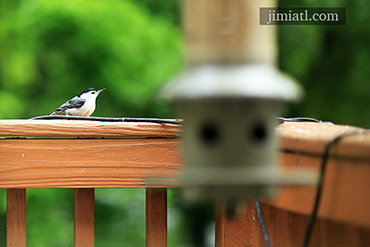 White Breasted Nuthatch