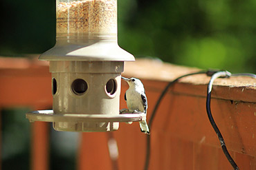 White Breasted Nuthatch On Bird Feeder