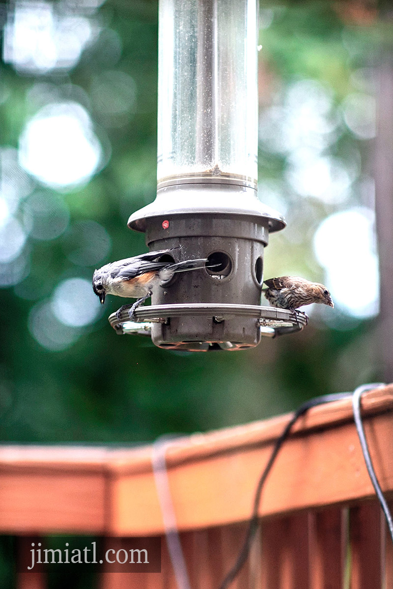 Tufted Titmouse Eats