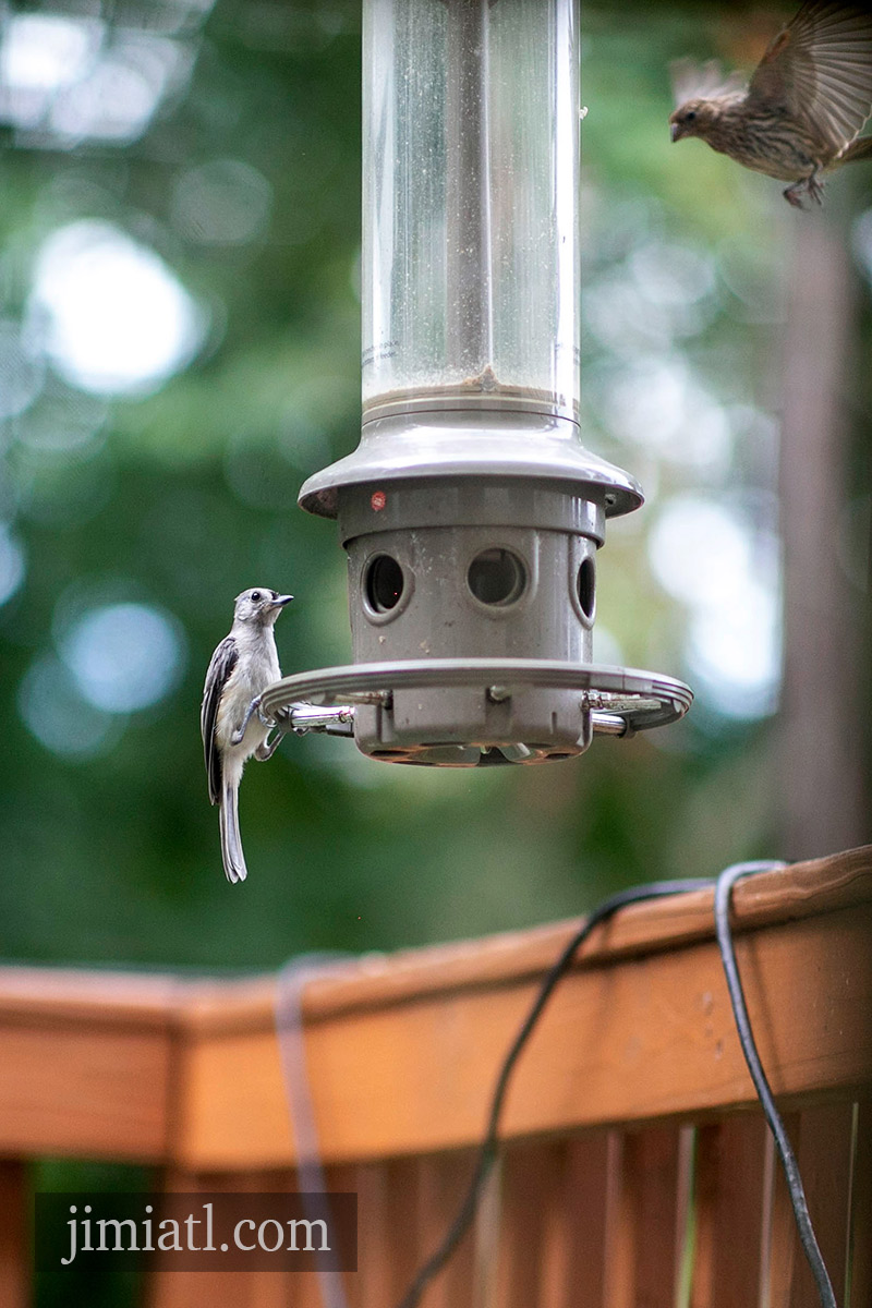 Tufted Titmouse On Bird Feeder