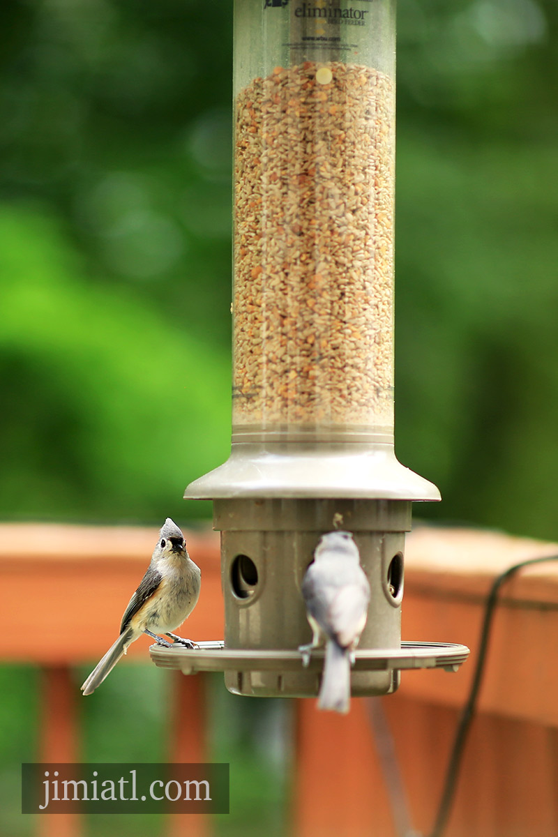 Tufted Titmouse On Bird Feeder