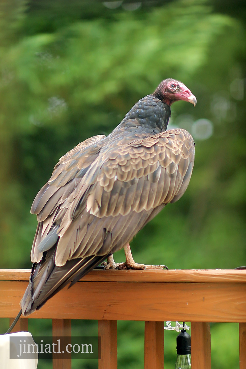 Turkey Vulture Spreads Wings