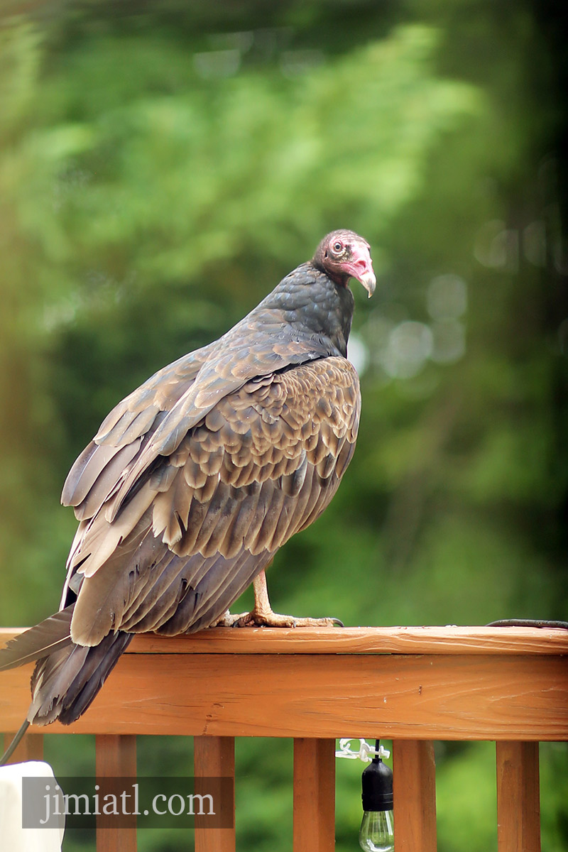 Turkey Vulture Surveys