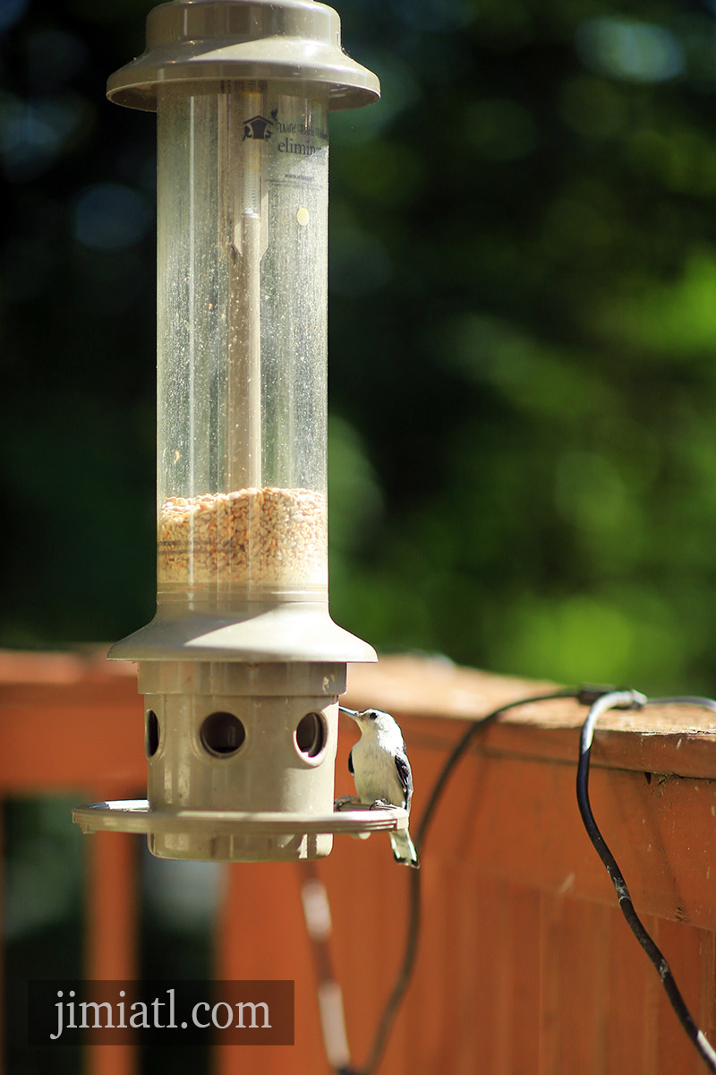 White Breasted Nuthatch On Bird Feeder