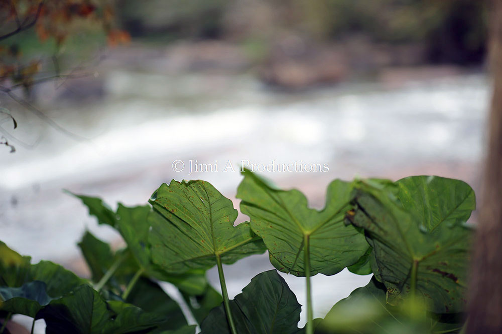 River rushes by Plants