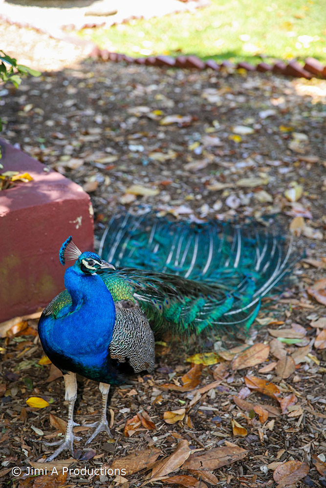 Beautiful Peacock