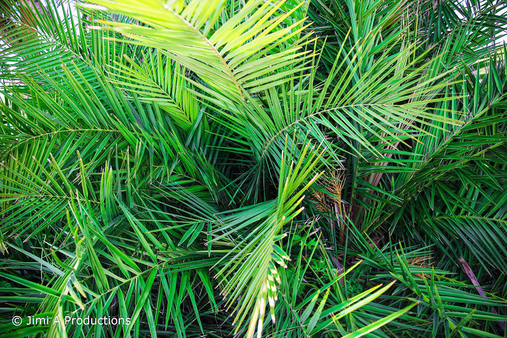 Beautiful Green Leaves