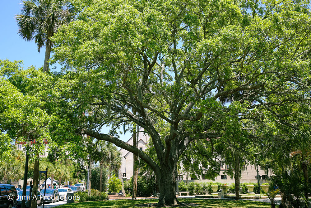 Tree Provides Shade