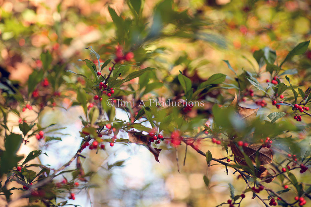 Fruit Plant During Fall