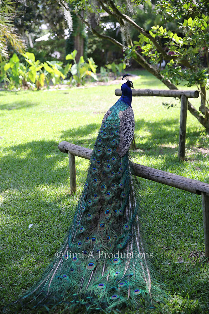 Peacock Rests In Shade