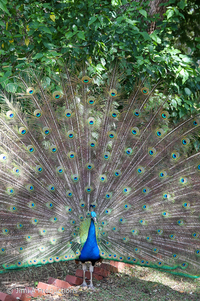 Peacock with Spread Feathers