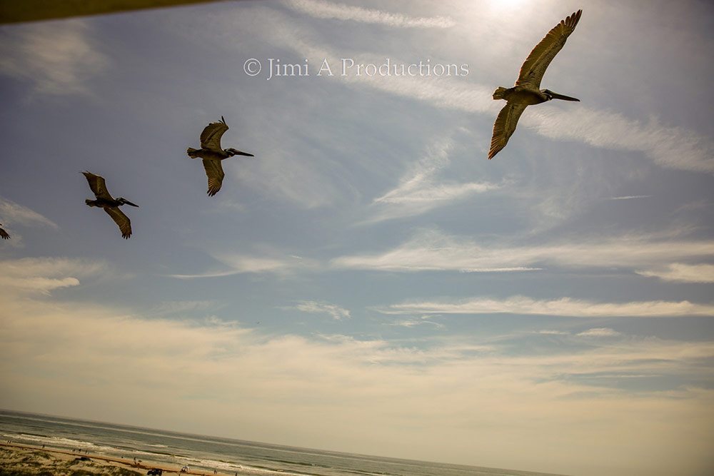 Pelicans migrate at beach