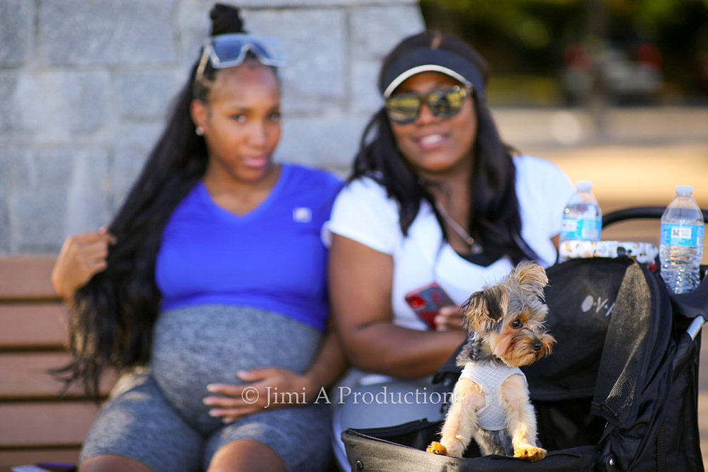 Yorkshire Terrier in Baby Stroller