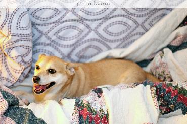 Thirsty dog sits on couch as warm light strikes its head creating a very nice photo.