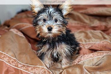 Energetic terrier dog sits on bed and looks straight ahead.