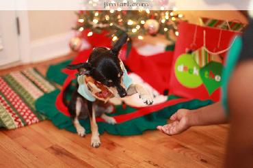 Black Dog extends paw to owner underneath Christmas tree.